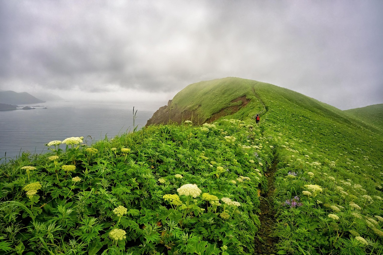 cape, pasture, nature background, sea, rebun island, beautiful flowers, landscape, flower wallpaper, nature, trail, cloud, fog, flowers, beautiful nature, flower background, hokkaido, japan, hd wallpaper, nature wallpaper